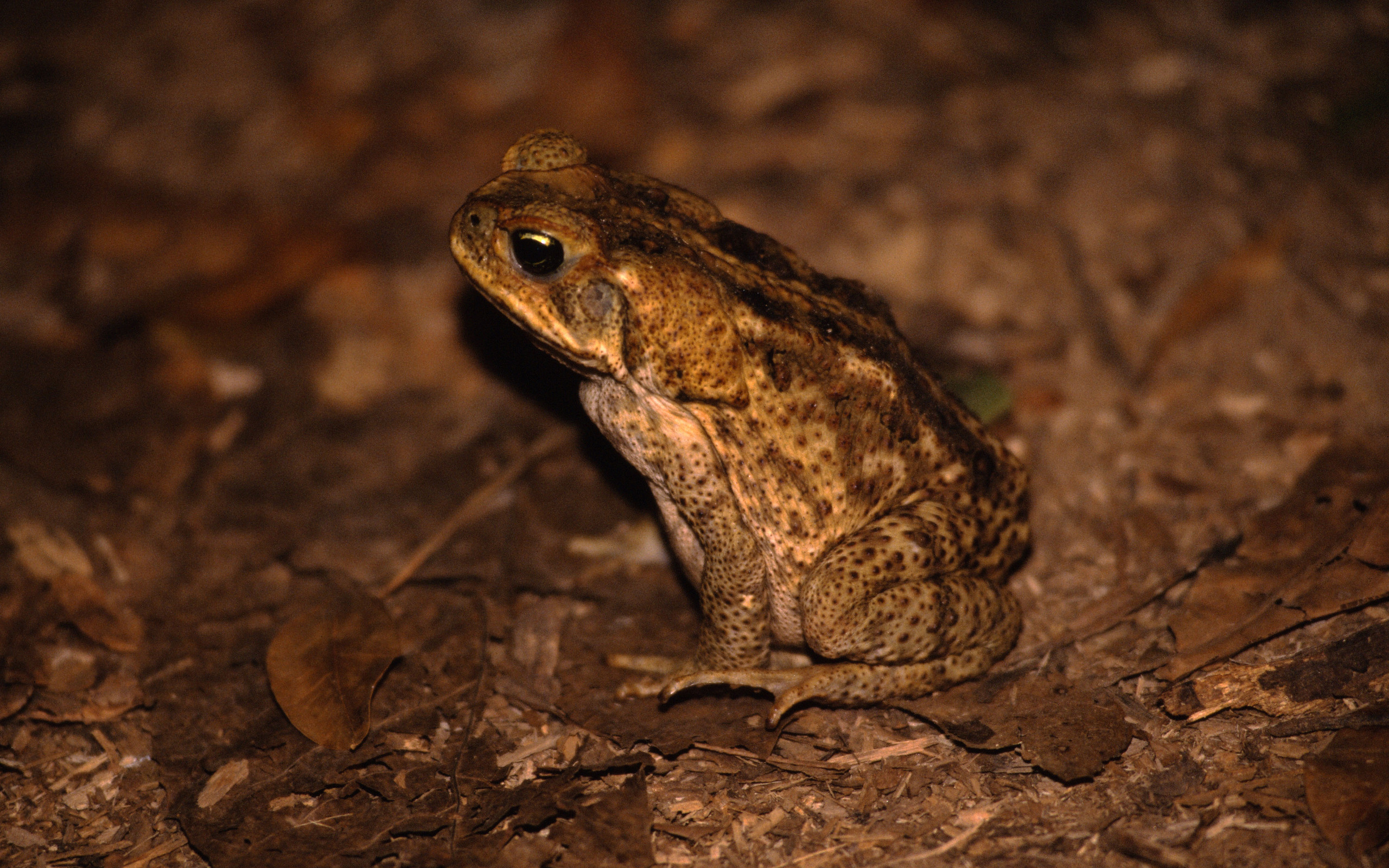 Animal American Toad HD Wallpaper | Background Image