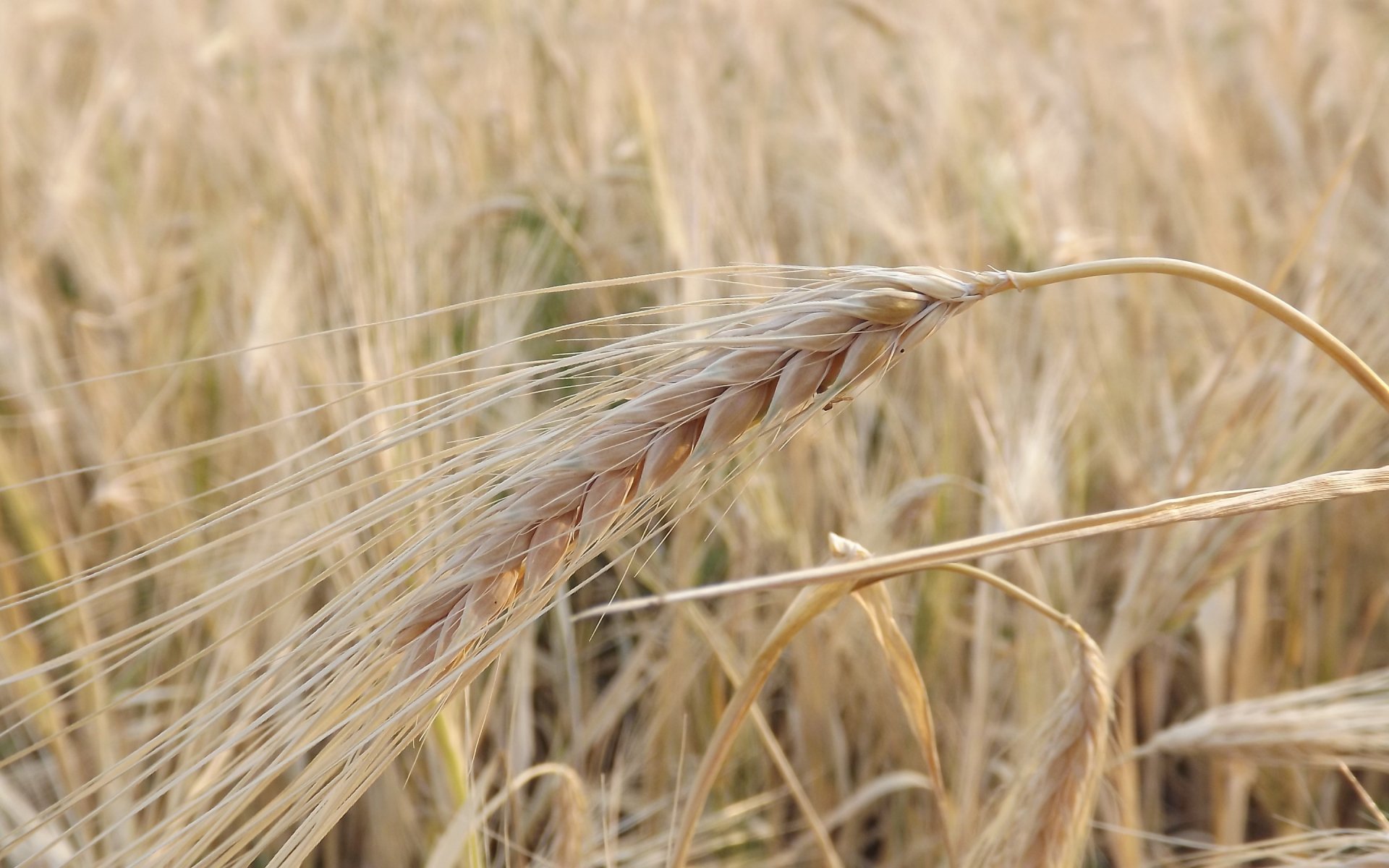 Close-up of a golden wheat head in a sunlit field, nature scene — 2K Quad HD PC desktop wallpaper and background.