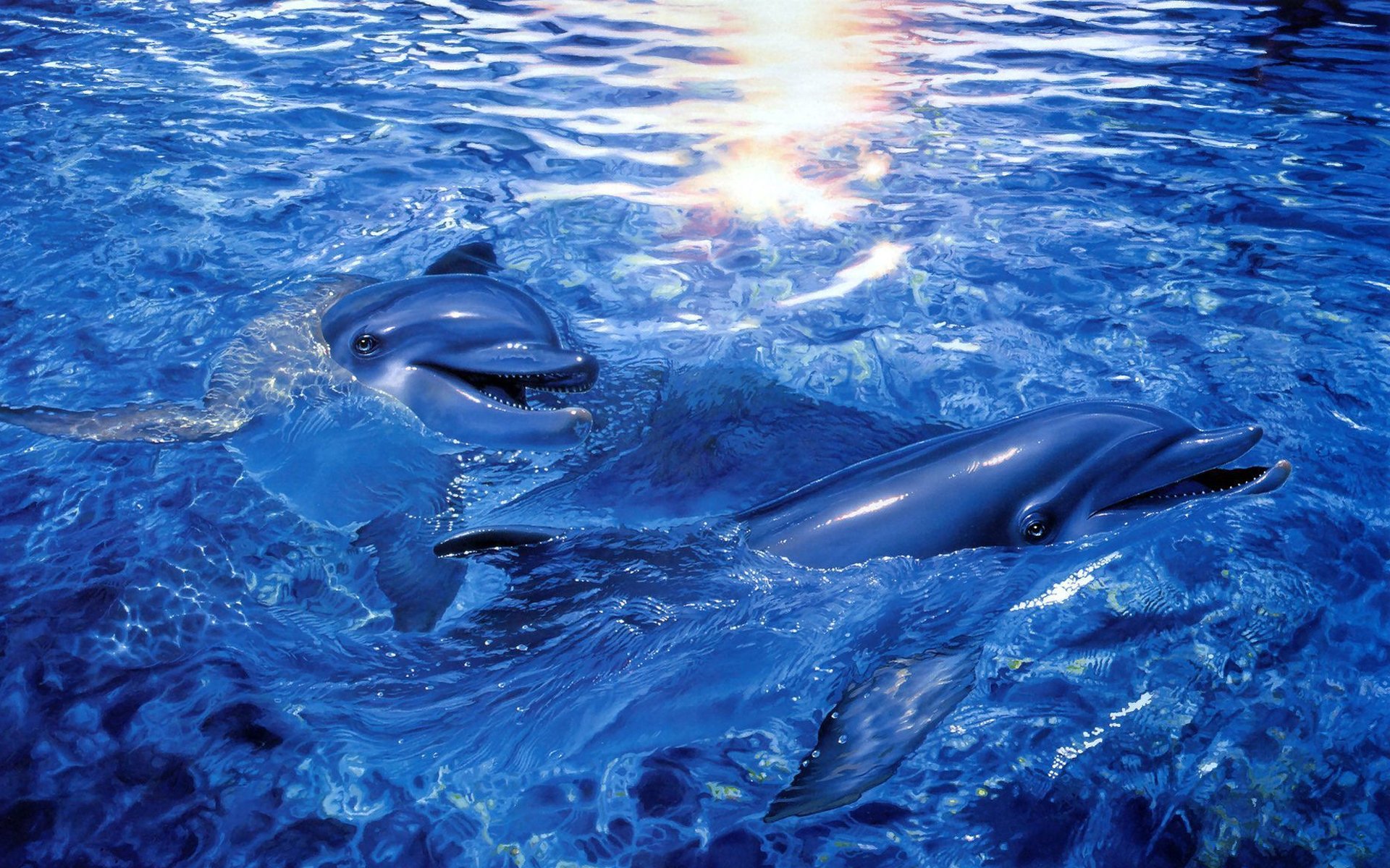 HD desktop wallpaper featuring two dolphins swimming gracefully in clear, sunlit blue water.