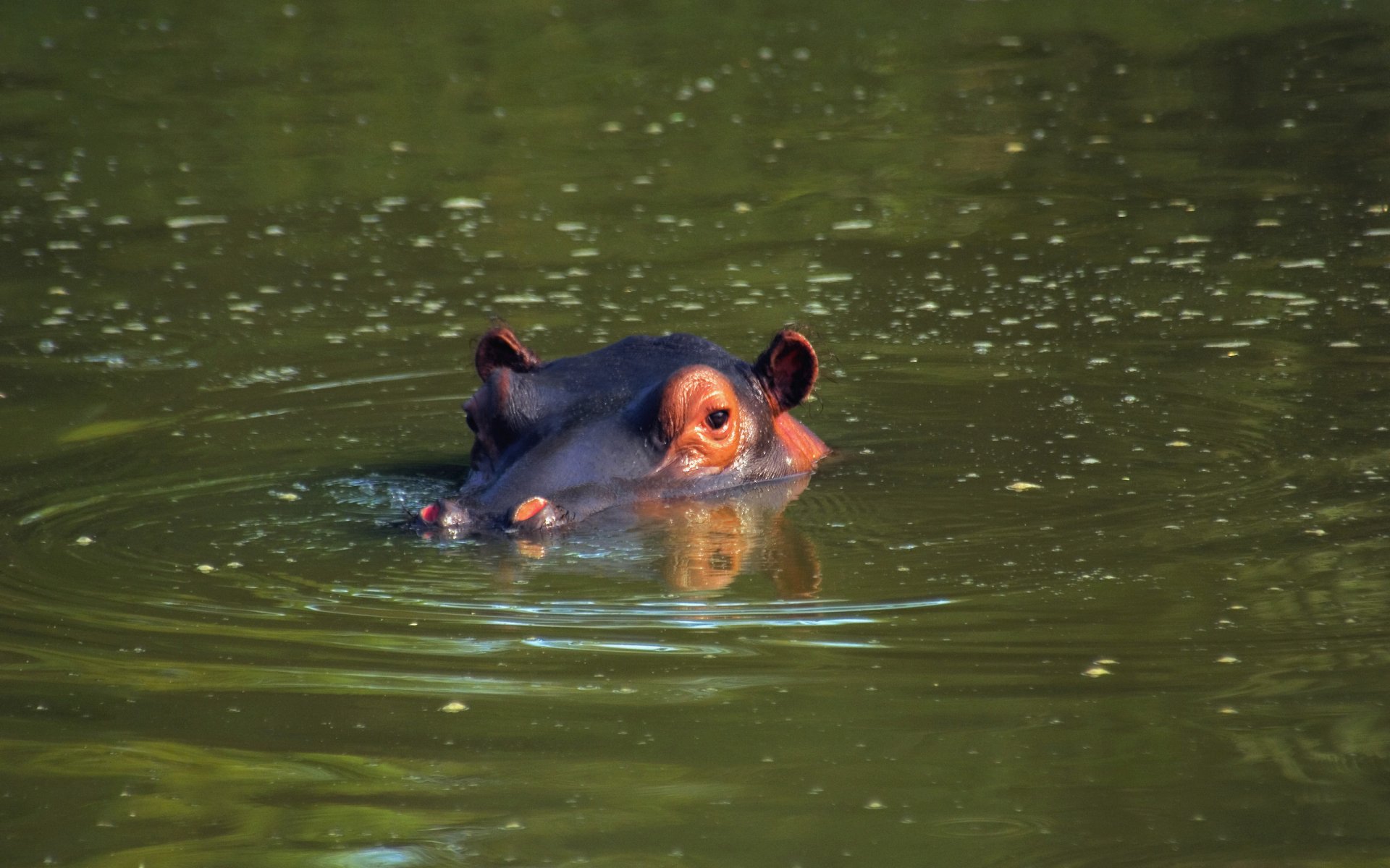 HD desktop wallpaper featuring a close-up of a hippopotamus partially submerged in calm green water.