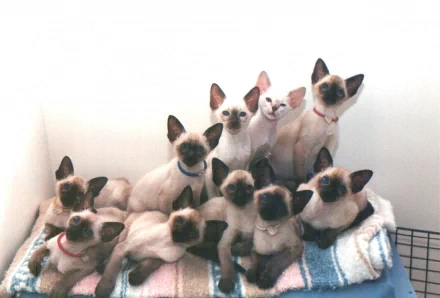 A group of Siamese cats lounging closely together on a blanket, captured in a clear, high-definition image suitable as a PC desktop wallpaper.