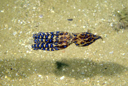 HD desktop wallpaper featuring a blue-ringed octopus camouflaged on sandy ocean floor, showcasing its vibrant blue rings and intricate body patterns.