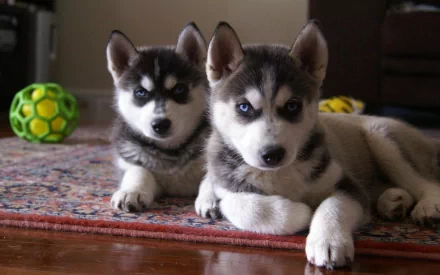 Animal husky HD Desktop Wallpaper | Background Image