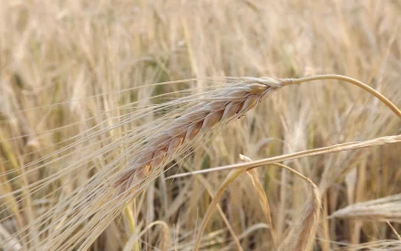 Close-up of a golden wheat head in a sunlit field, nature scene — 2K Quad HD PC desktop wallpaper and background.