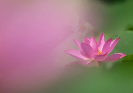 A delicate pink lotus flower emerges from lush green foliage, beautifully captured in high definition, serving as a serene nature-themed desktop wallpaper.