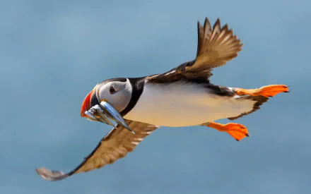 HD PC desktop wallpaper featuring a vibrant puffin in mid-flight against a clear blue sky, holding fish in its beak.