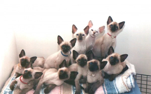 A group of Siamese cats lounging closely together on a blanket, captured in a clear, high-definition image suitable as a PC desktop wallpaper.