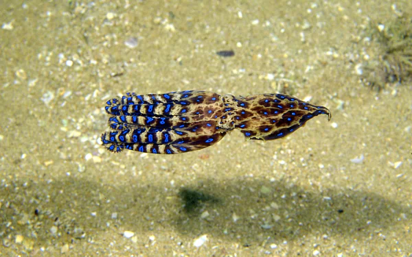 HD desktop wallpaper featuring a blue-ringed octopus camouflaged on sandy ocean floor, showcasing its vibrant blue rings and intricate body patterns.