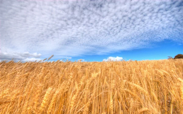 nature wheat HD Desktop Wallpaper | Background Image