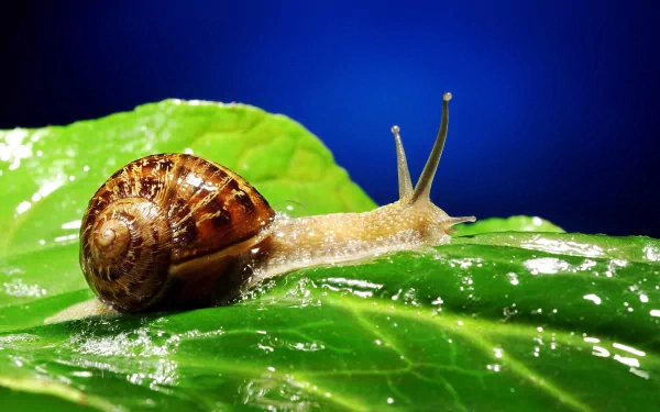 Animal snail HD Desktop Wallpaper | Background Image