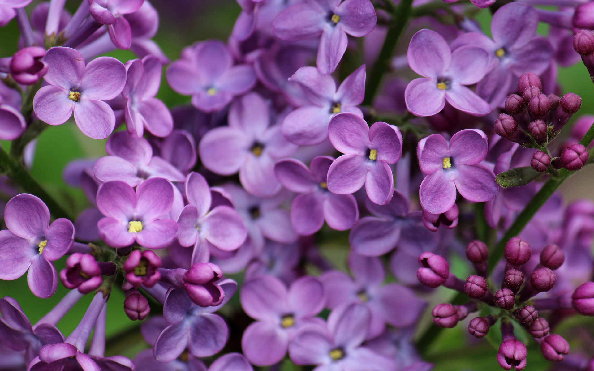 Nature Lilac HD Wallpaper | Background Image