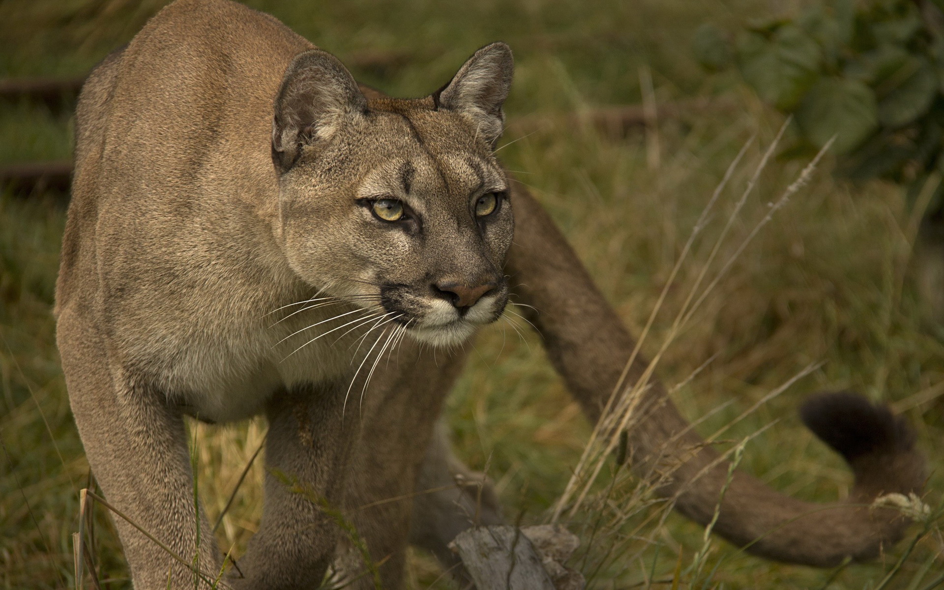 Cougar Full HD Wallpaper and Background Image | 1920x1200 | ID:430255