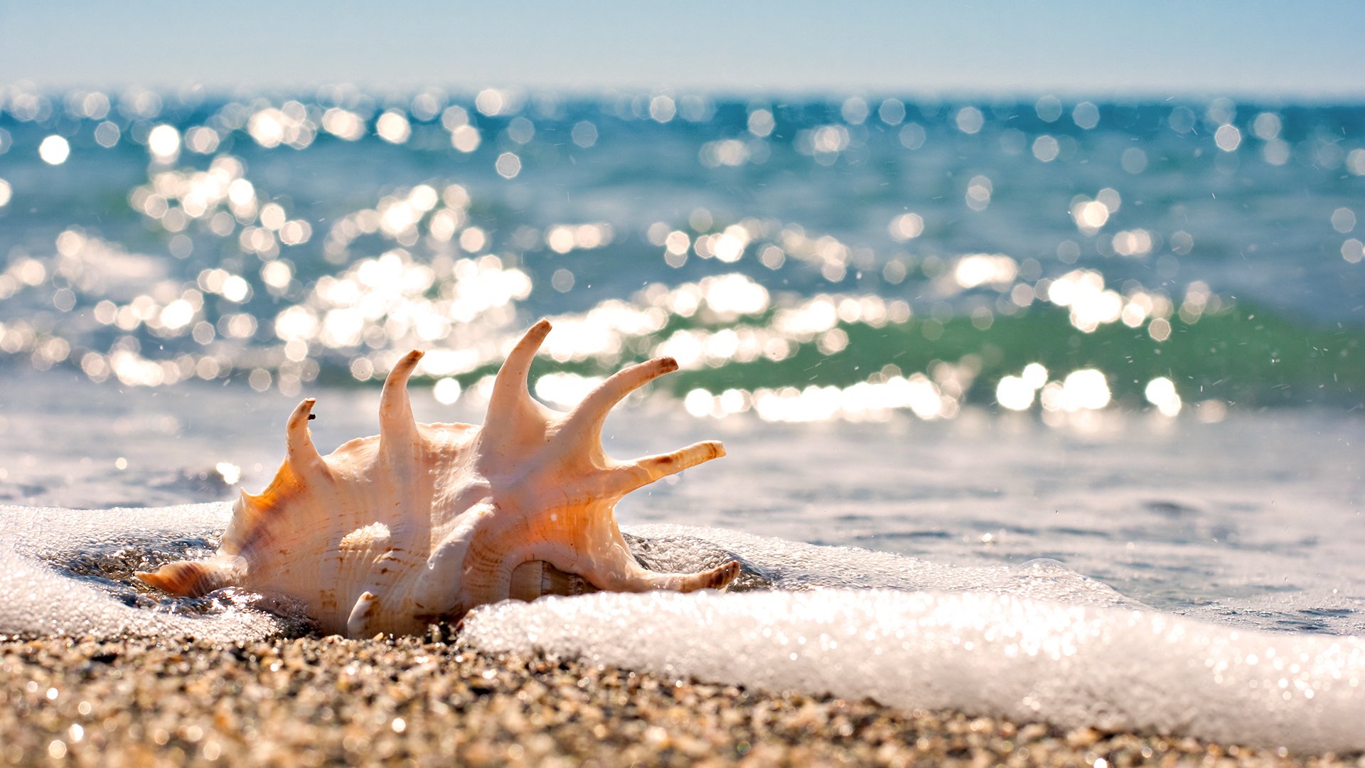 Download Nature Shell HD Wallpaper