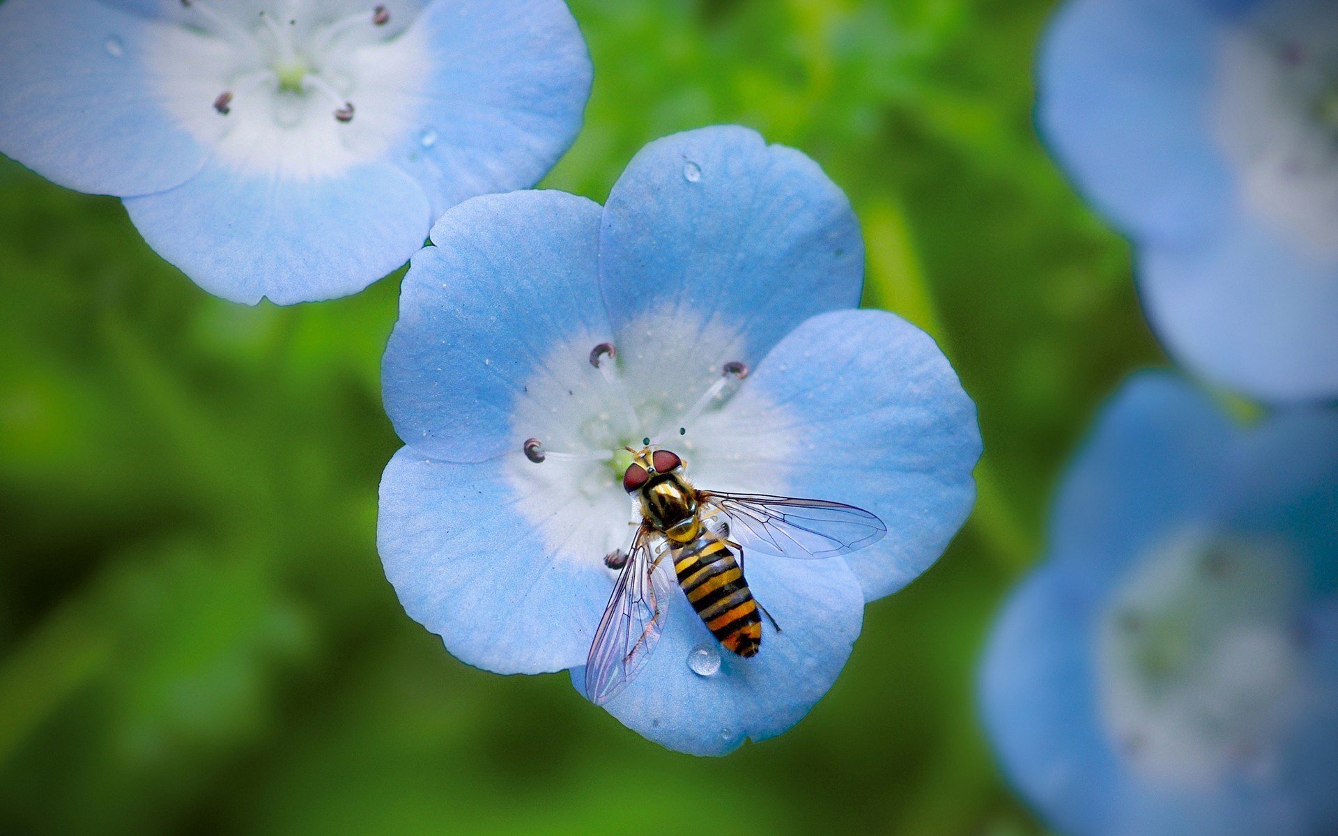 Download Animal Hoverfly HD Wallpaper
