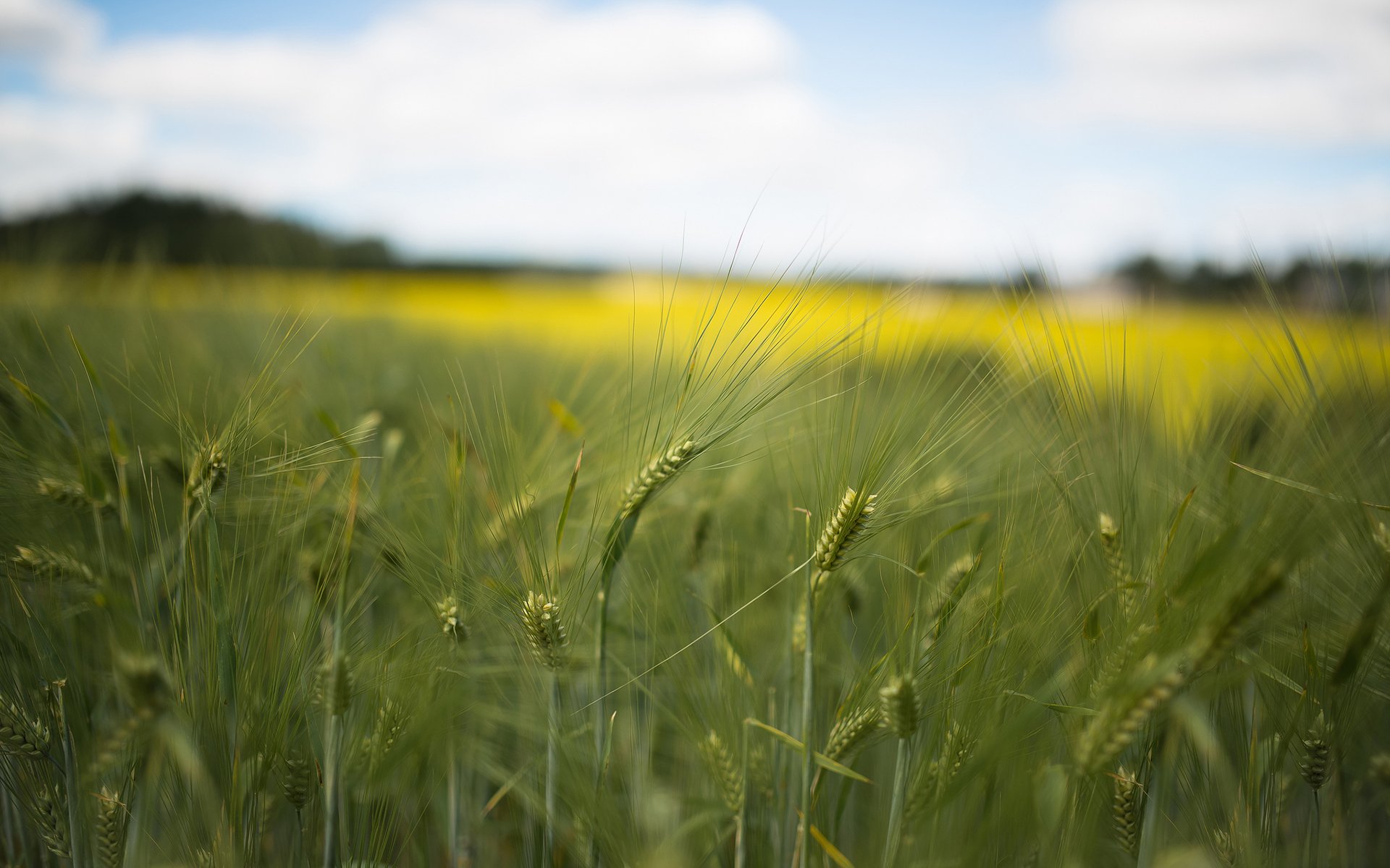 Download Nature Grass HD Wallpaper