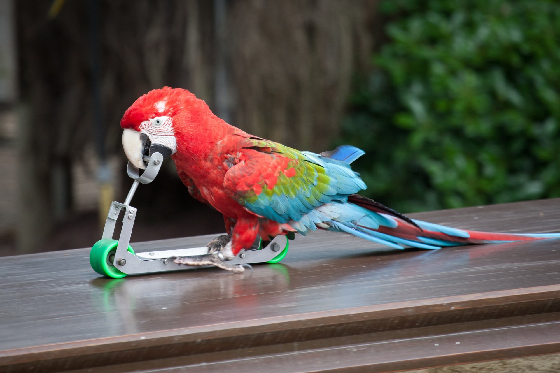 A vibrant red-and-green macaw perched on a scooter, showcasing its colorful plumage. This striking image serves as a captivating HD desktop wallpaper and background.