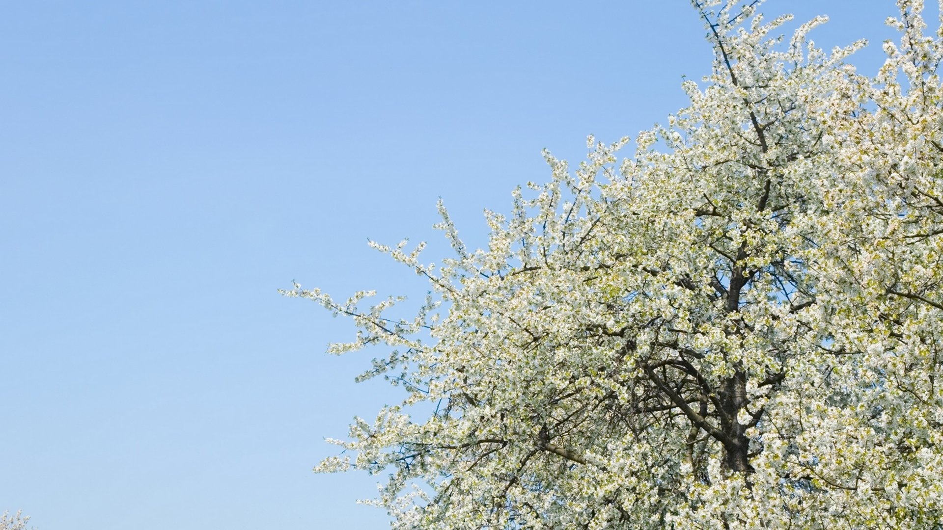 Download Nature Tree HD Wallpaper