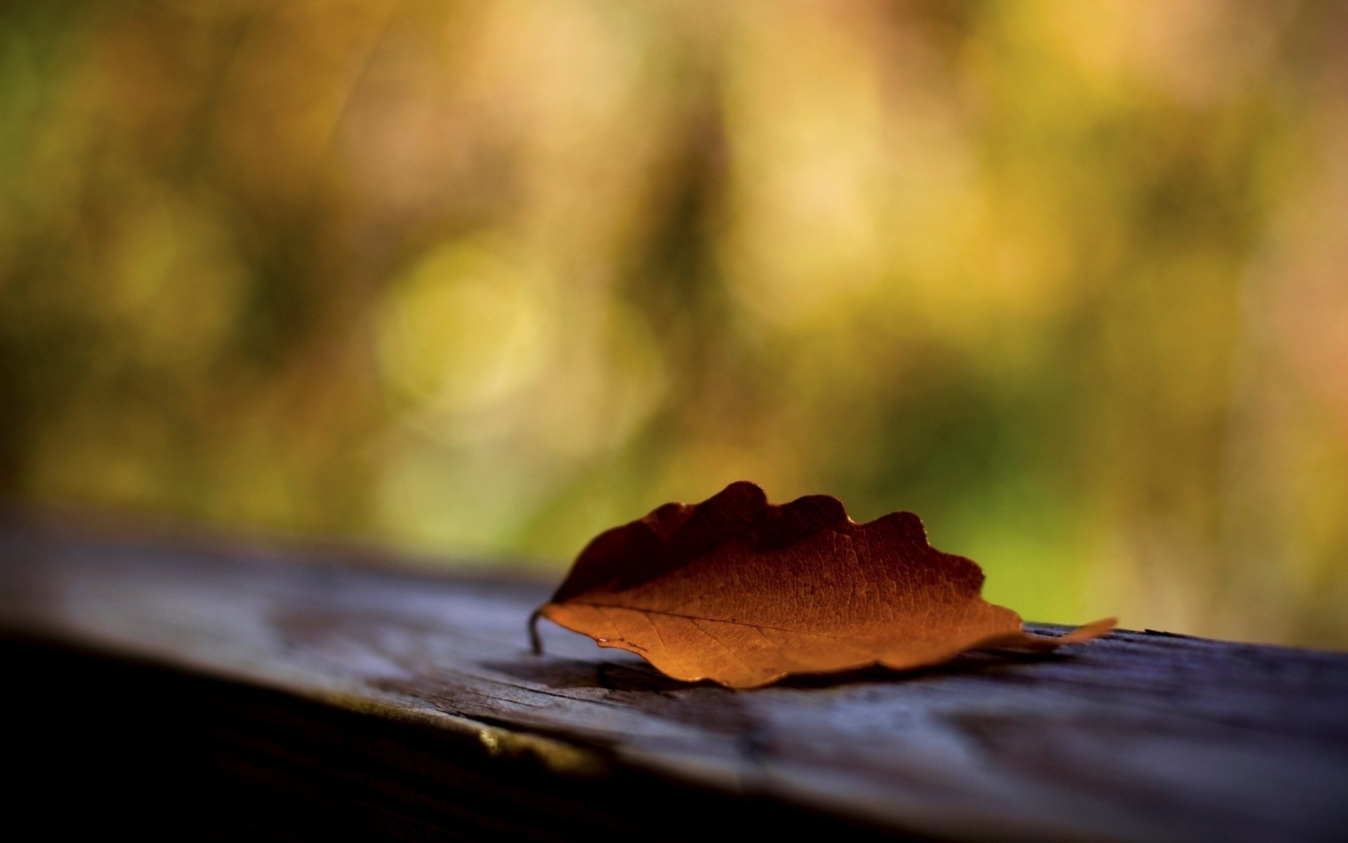 Download Nature Leaf HD Wallpaper