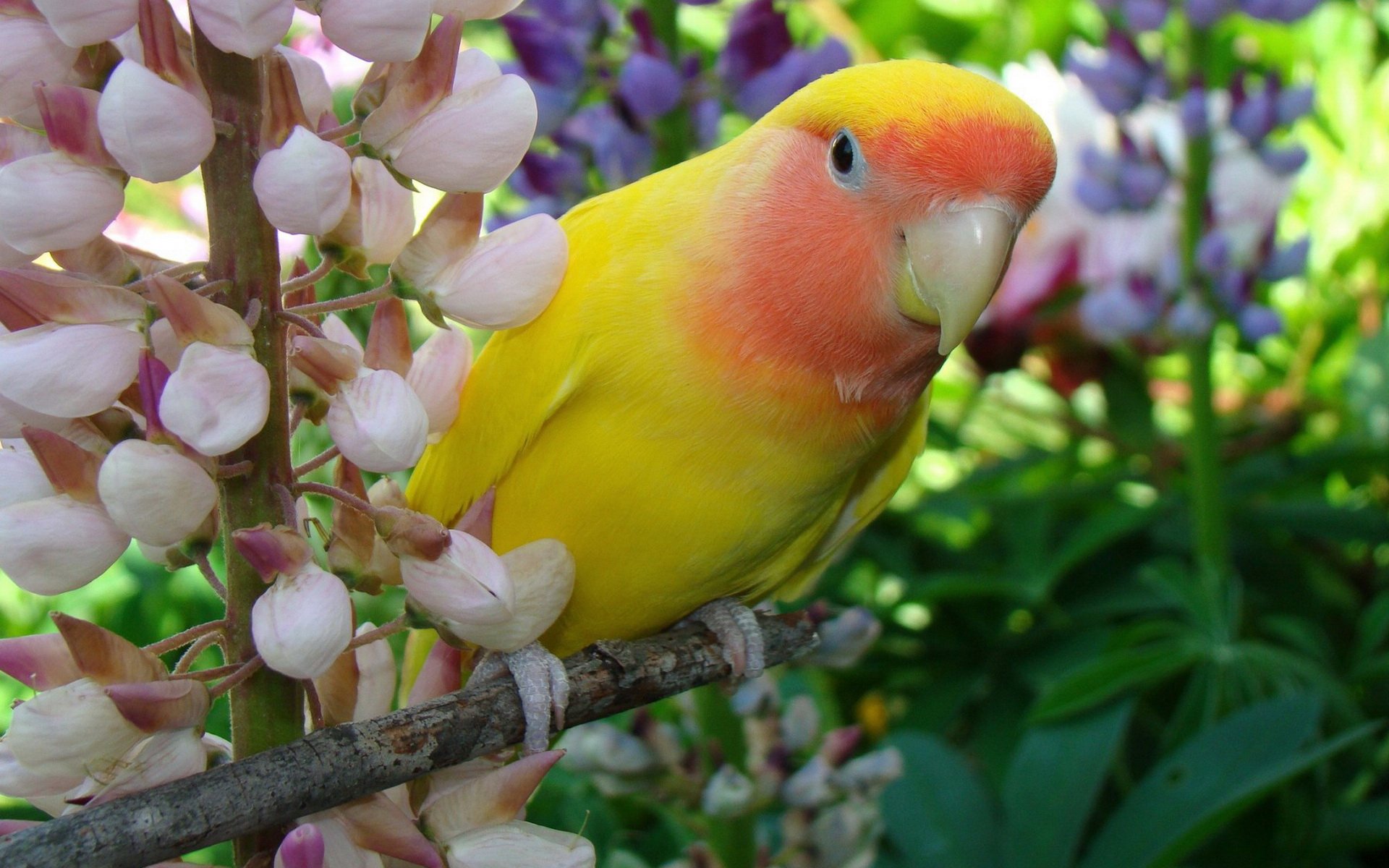 A vibrant lovebird perched on a branch, surrounded by delicate flowers, creates a charming scene that adds color and warmth to any HD PC desktop wallpaper or background.