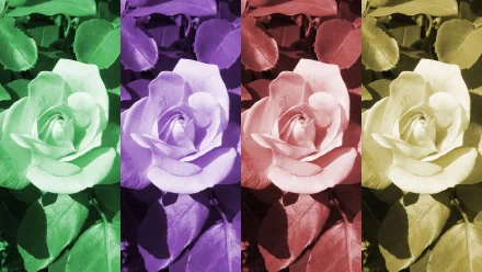 HD pop art desktop wallpaper featuring artistic roses in green, purple, pink, and muted yellow hues arranged in vertical color panels.
