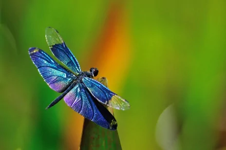 A stunning blue dragonfly rests on a leaf, showcasing its vibrant wings against a soft, colorful background. This HD image serves as a captivating desktop wallpaper.
