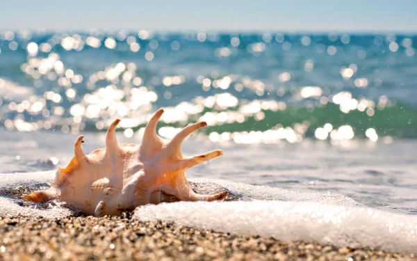 nature shell HD Desktop Wallpaper | Background Image