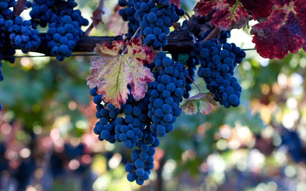 HD PC desktop wallpaper featuring clusters of ripe blue grapes hanging on the vine with colorful leaves in soft natural light.