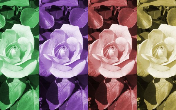 Artistic Rose Colorful Colors Pink Rose Purple Rose Green Rose Pop Art Flower HD Wallpaper | Background Image