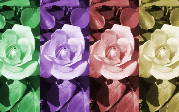 HD pop art desktop wallpaper featuring artistic roses in green, purple, pink, and muted yellow hues arranged in vertical color panels.