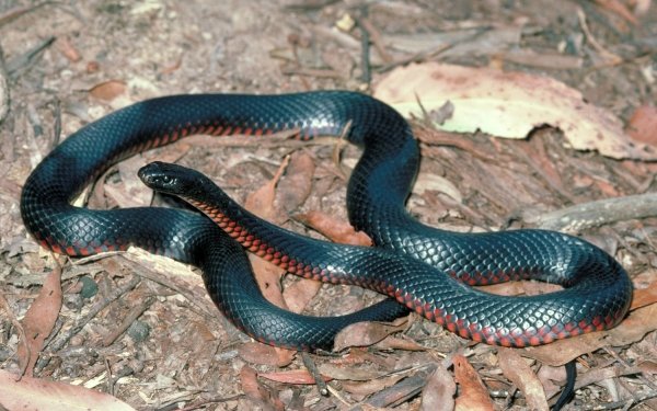 Animal Red-Bellied Black Snake Snake HD Wallpaper | Background Image