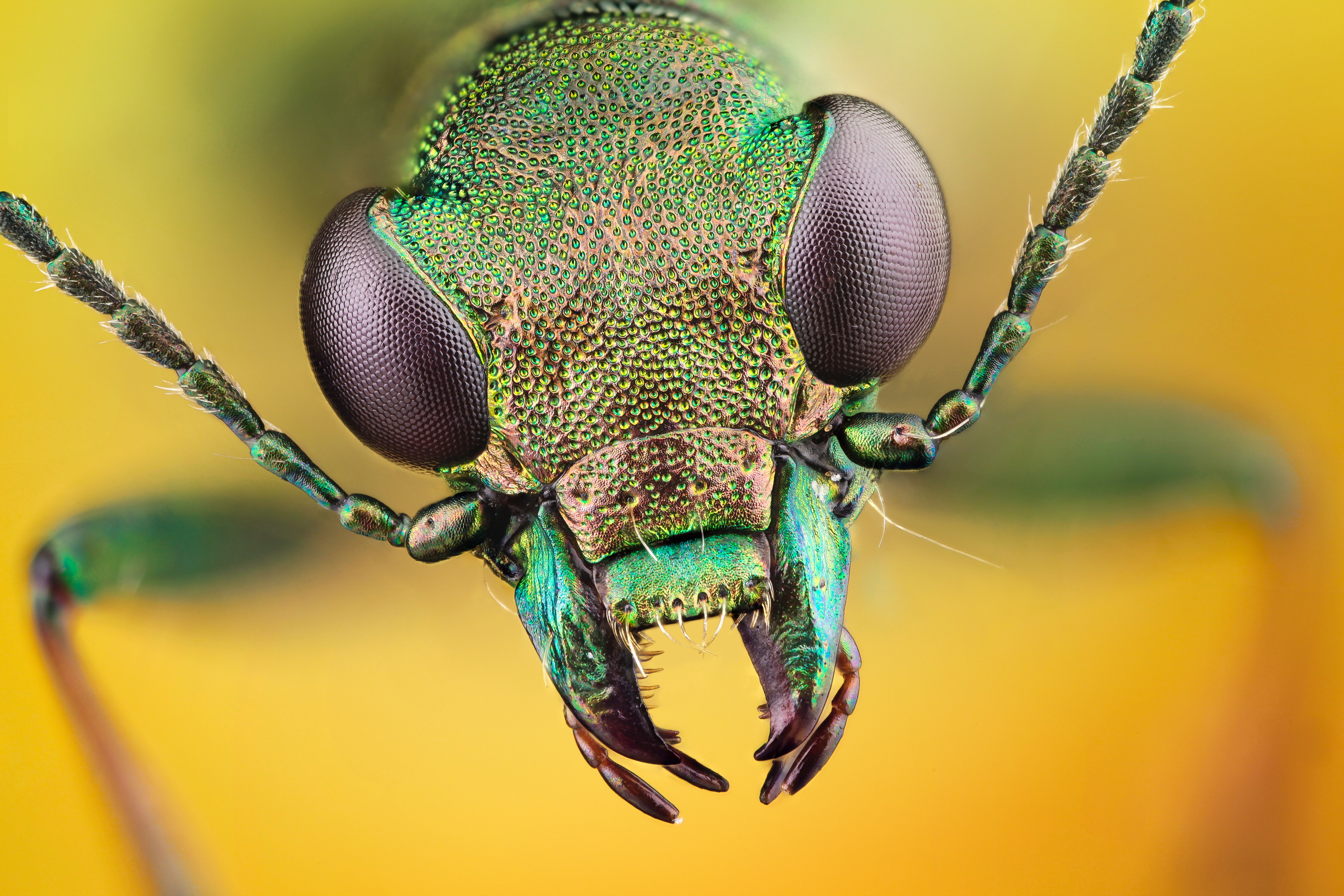 Animal Insect 4k Ultra HD Wallpaper