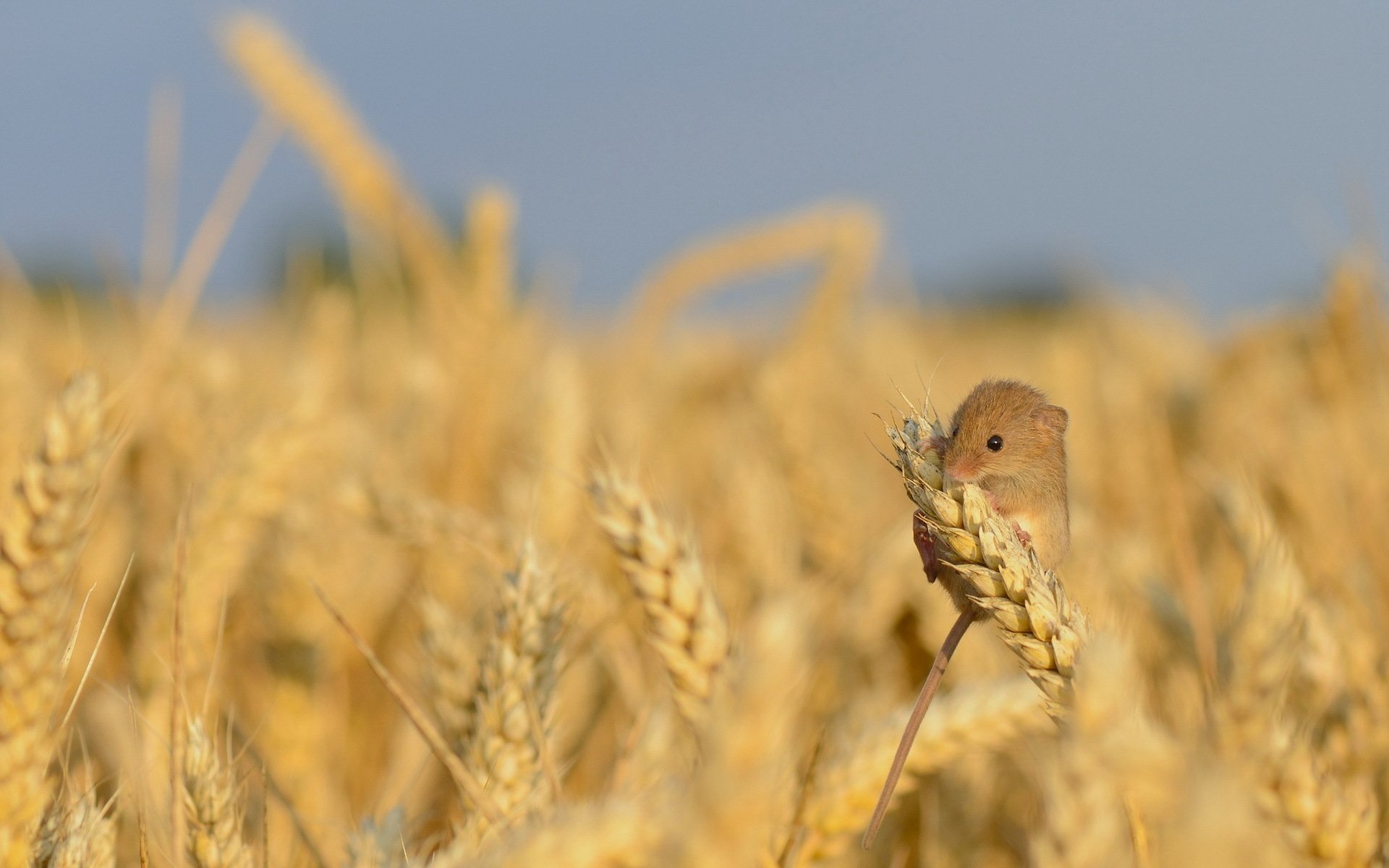 HD PC desktop wallpaper showcasing a small mouse perched on golden wheat stalks in a sunlit field.