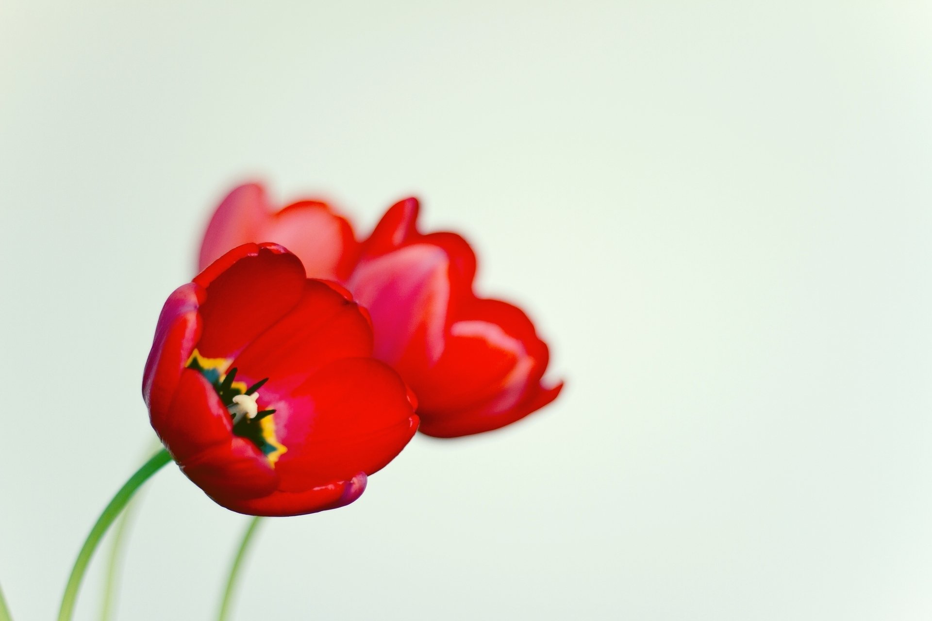 Download Red Flower Flower Nature Tulip HD Wallpaper | 1920x1280 ...