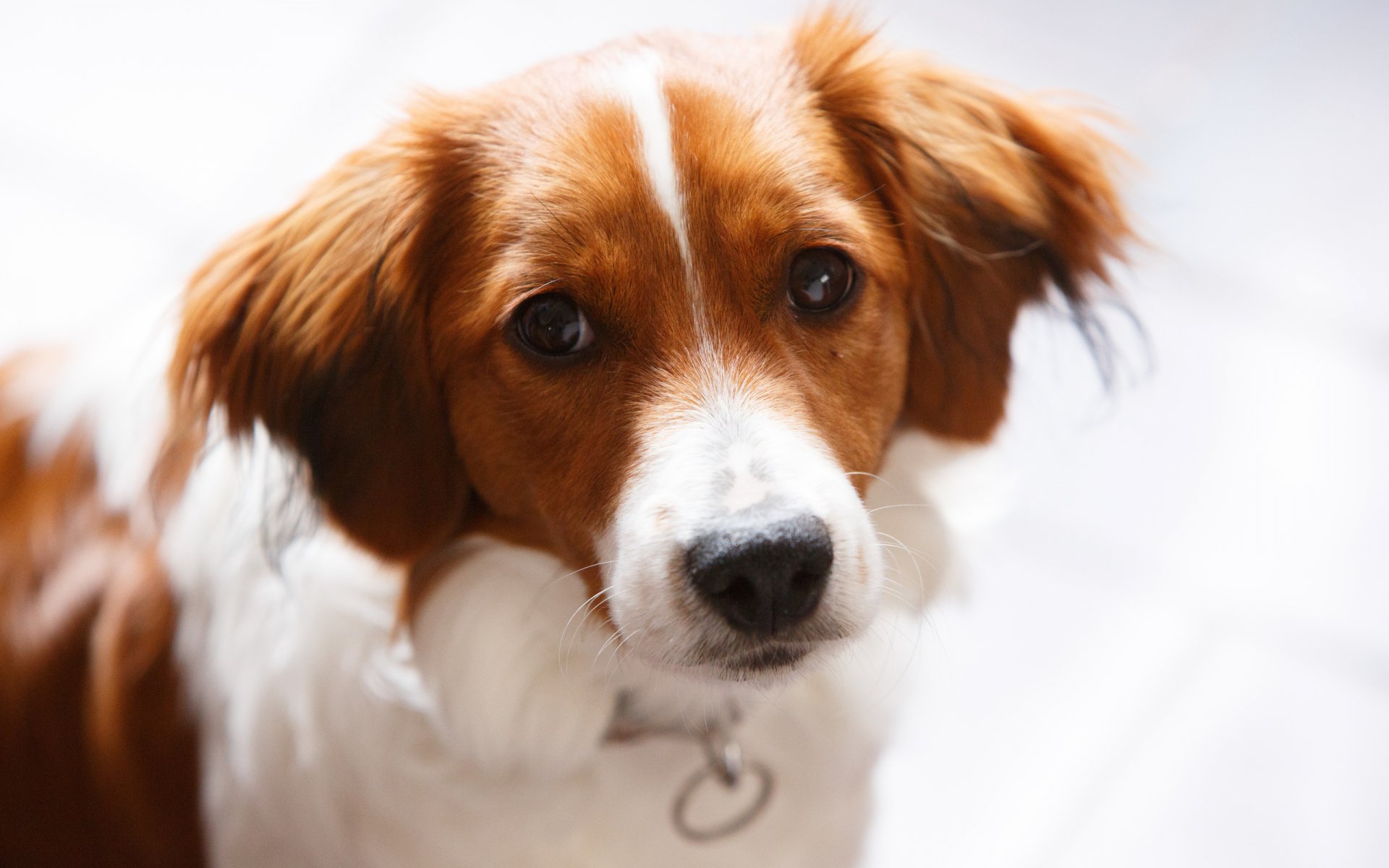 A close-up image of a Border Collie, featuring its expressive eyes and distinctive coat, set against a soft, blurred background. This HD wallpaper captures the dog's character beautifully.