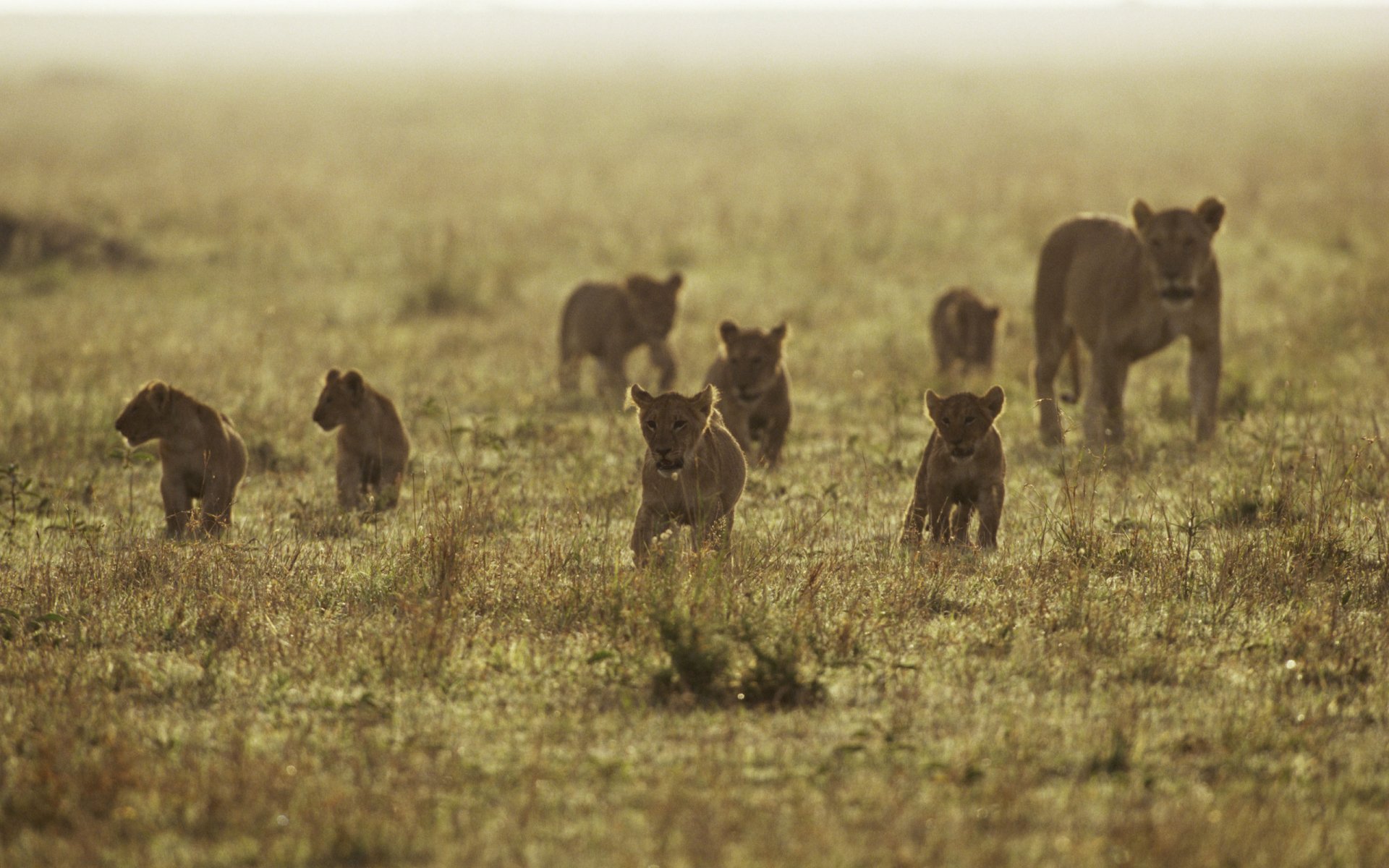 A captivating HD wallpaper featuring a litter of playful lion cubs running through a vast, golden grassland, accompanied by adult lions in the background.