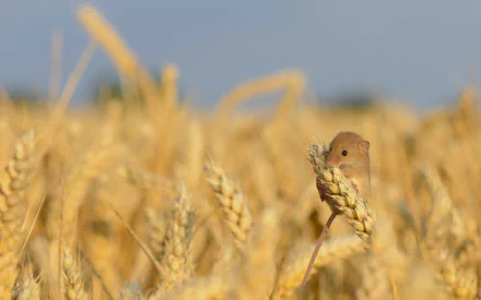 HD PC desktop wallpaper showcasing a small mouse perched on golden wheat stalks in a sunlit field.