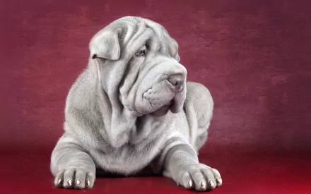 A close-up of a Shar Pei dog resting on a red background, showcasing its characteristic wrinkled skin and distinct features. This HD image serves as a striking desktop wallpaper.