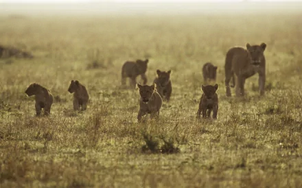 A captivating HD wallpaper featuring a litter of playful lion cubs running through a vast, golden grassland, accompanied by adult lions in the background.