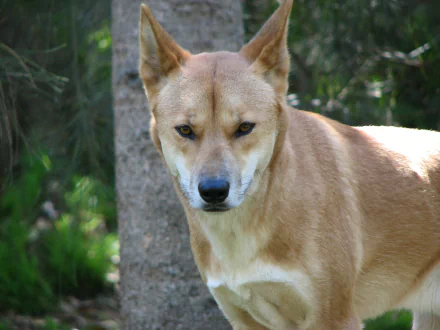 Animal dingo HD Desktop Wallpaper | Background Image