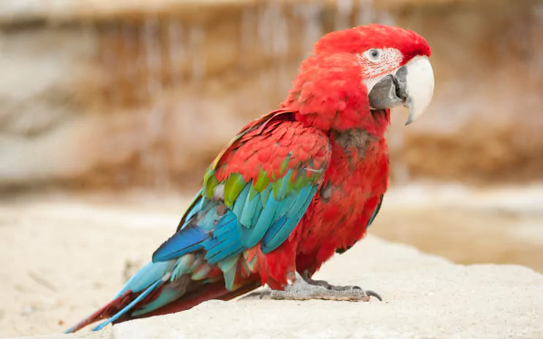 A vibrant red-and-green macaw perched on a light-colored surface, captured in high definition for a PC desktop wallpaper and background.