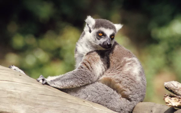 HD desktop wallpaper featuring a close-up of a lemur resting on a tree branch with a blurred natural green background.