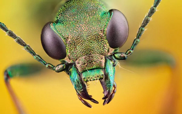 A close-up macro shot of a vibrant green insect, showcasing intricate details of its eyes and mandibles against a warm, blurred background. This stunning image serves as a 4K Ultra HD desktop wallpaper.
