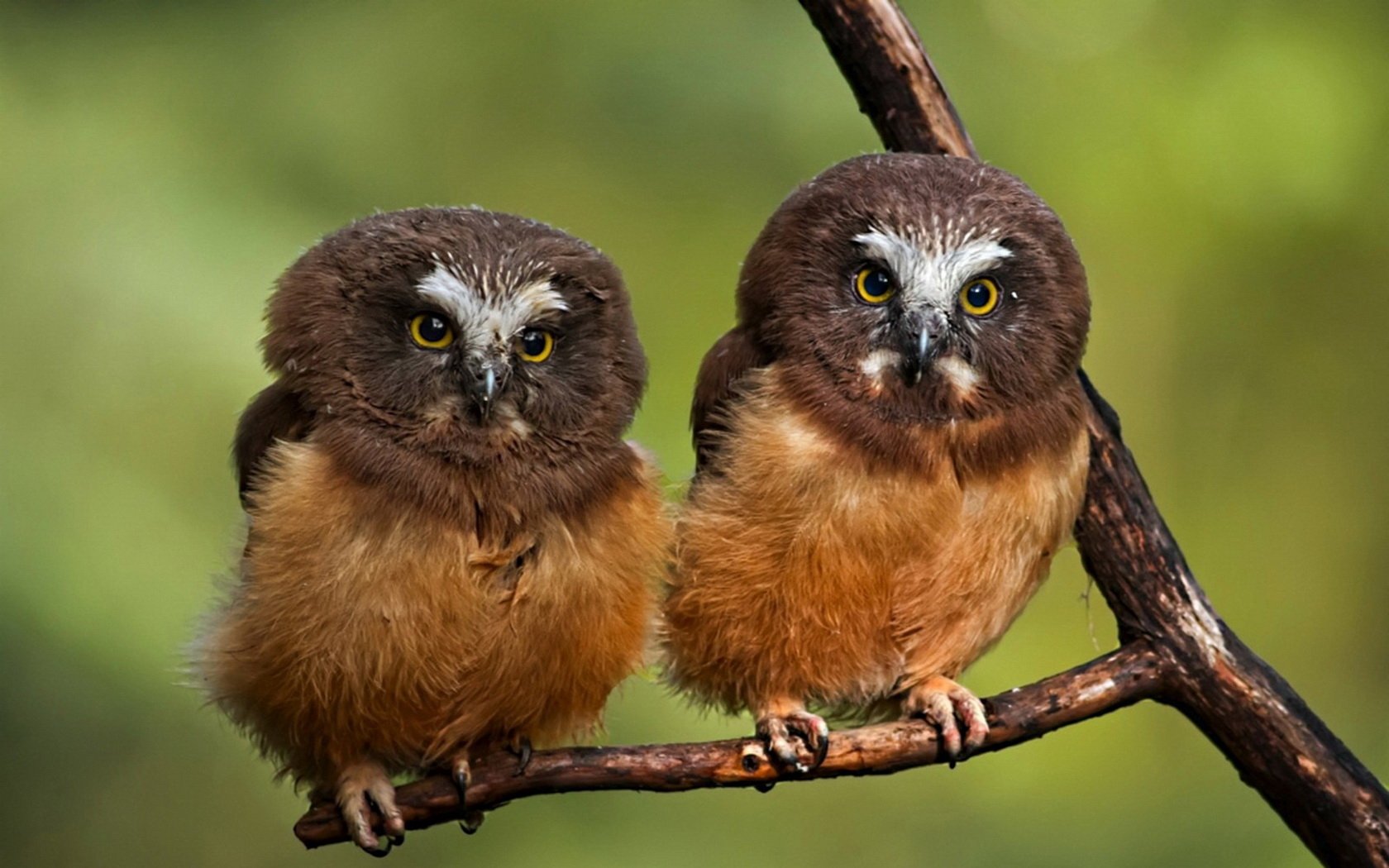 HD PC desktop wallpaper featuring two fluffy brown owls perched on a branch against a soft green blurred background.