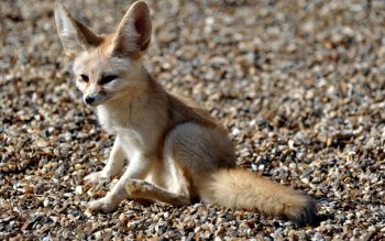 40 Fennec Fox Hd Wallpapers Background Images