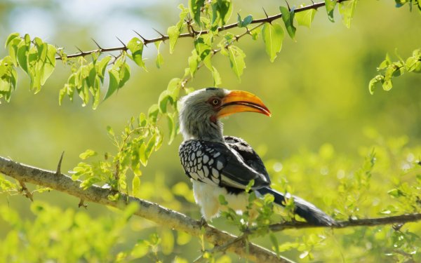 Animal Hornbill Birds Hornbills Bird HD Wallpaper | Background Image