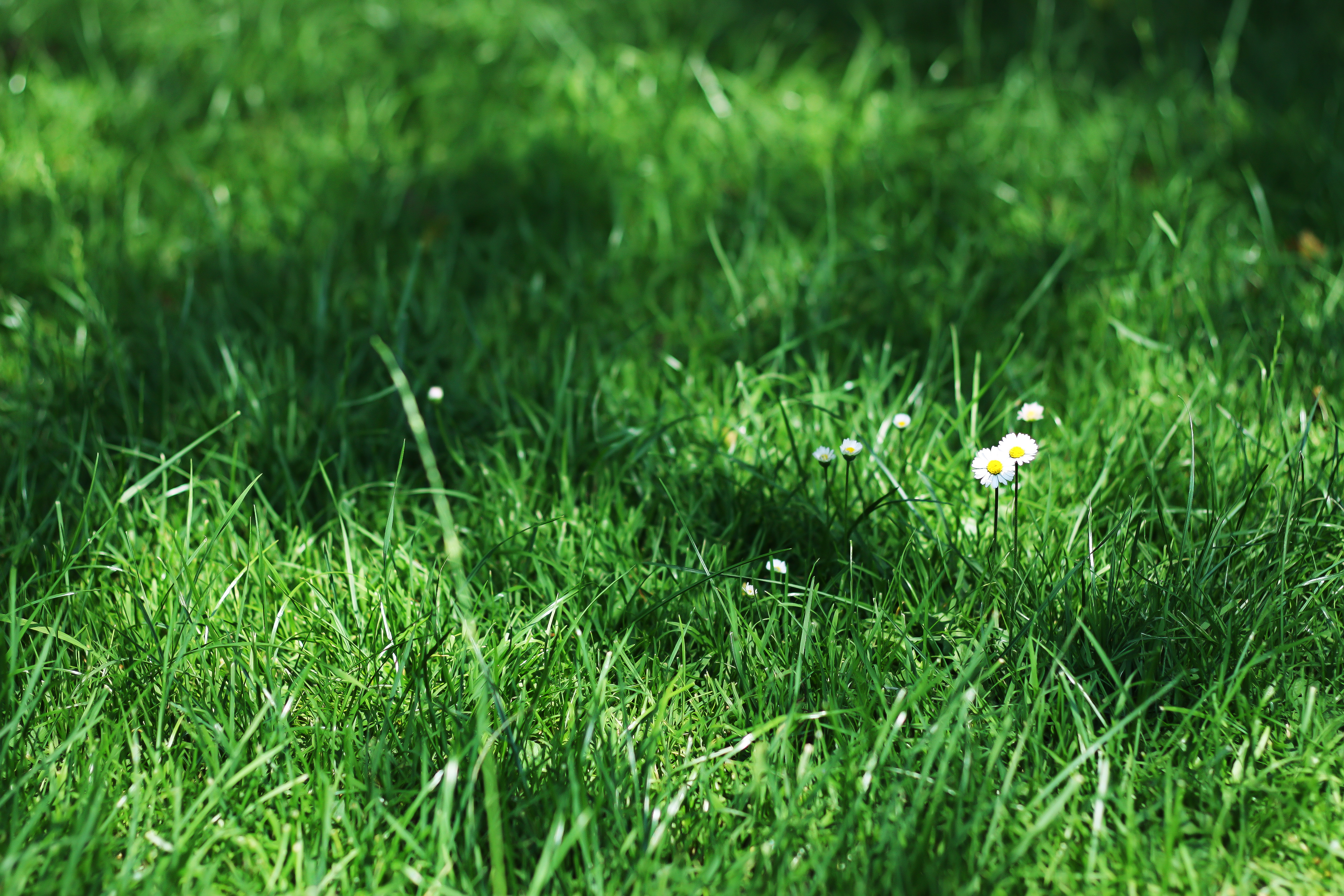 50+ 4K Grass Wallpapers | Background Images