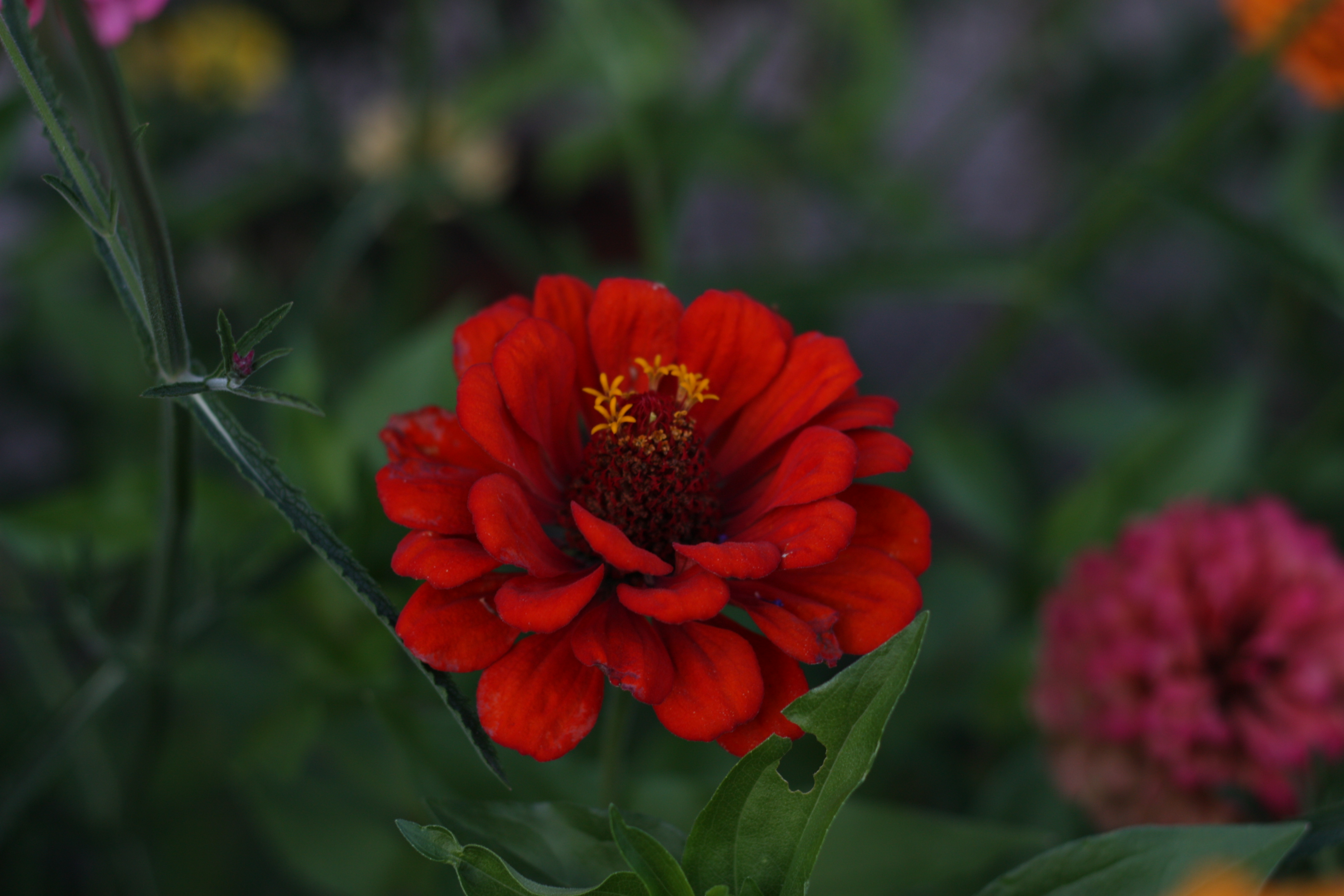 Download Nature Flower 4k Ultra HD Wallpaper by Vriskson