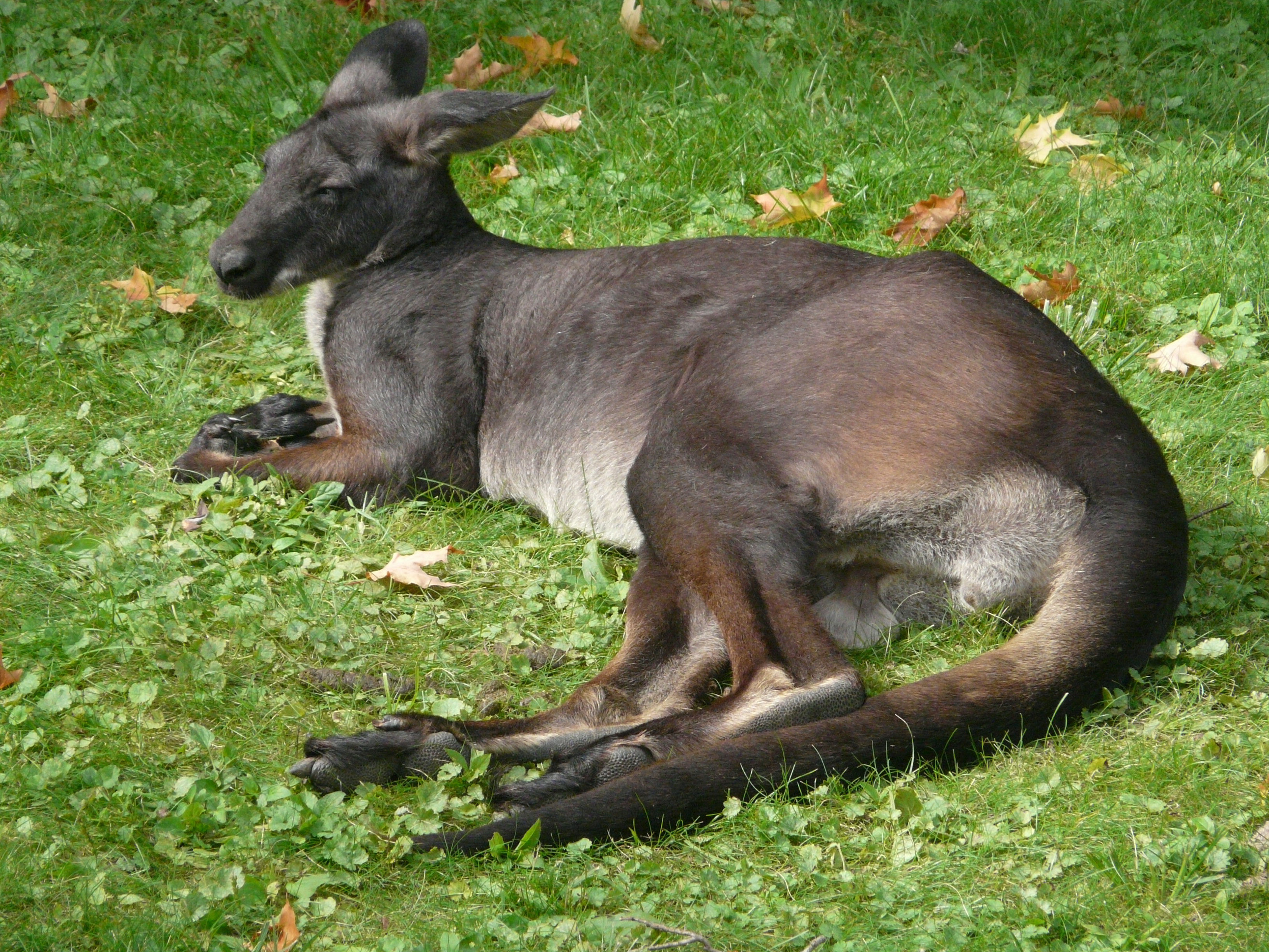 wallaroo Full HD Wallpaper and Background Image | 3264x2448 | ID:434420