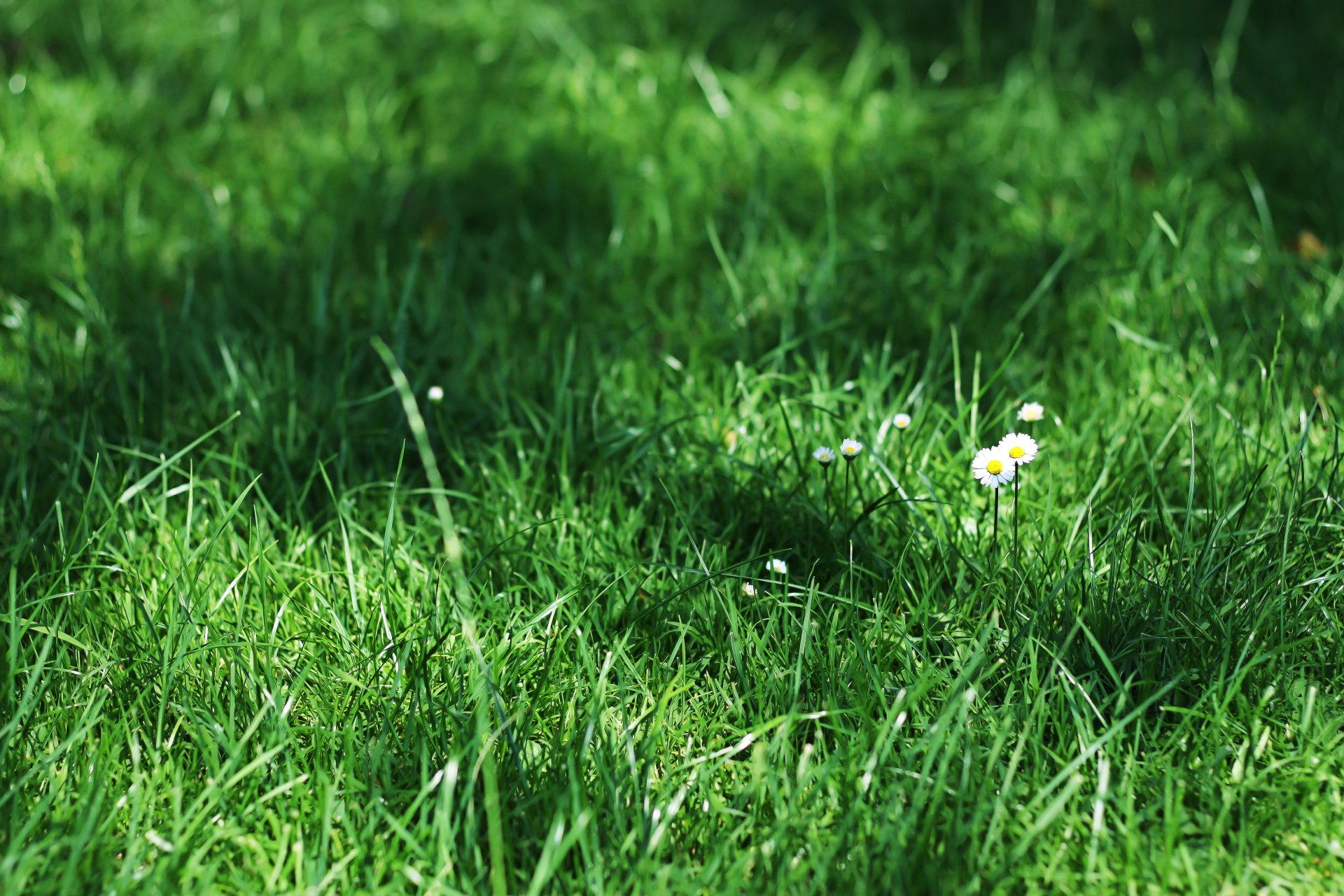 Download Nature Grass 4k Ultra HD Wallpaper by Vriskson