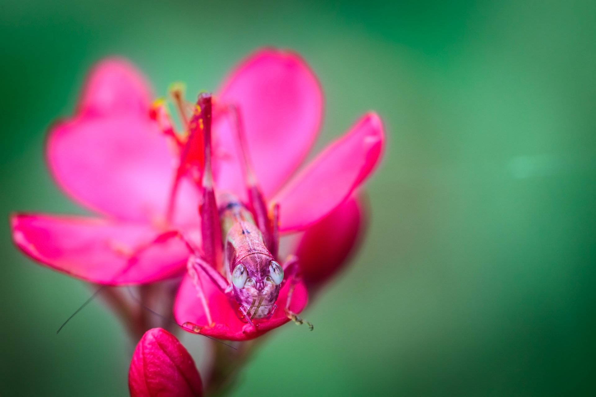 Download Animal Grasshopper HD Wallpaper